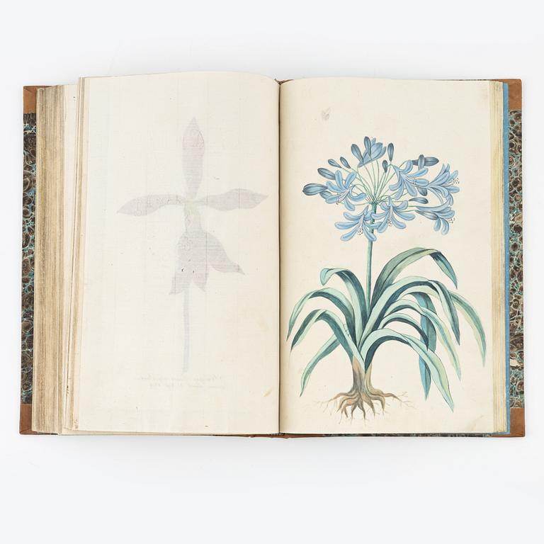 Beautiful botanical work with 177 engravings, 1641 (-44).