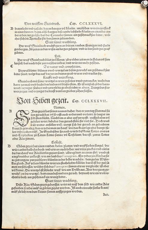 GRAFISKT BLAD, ur Leonard Fuchs "Das Kreuterbuch", 1543.