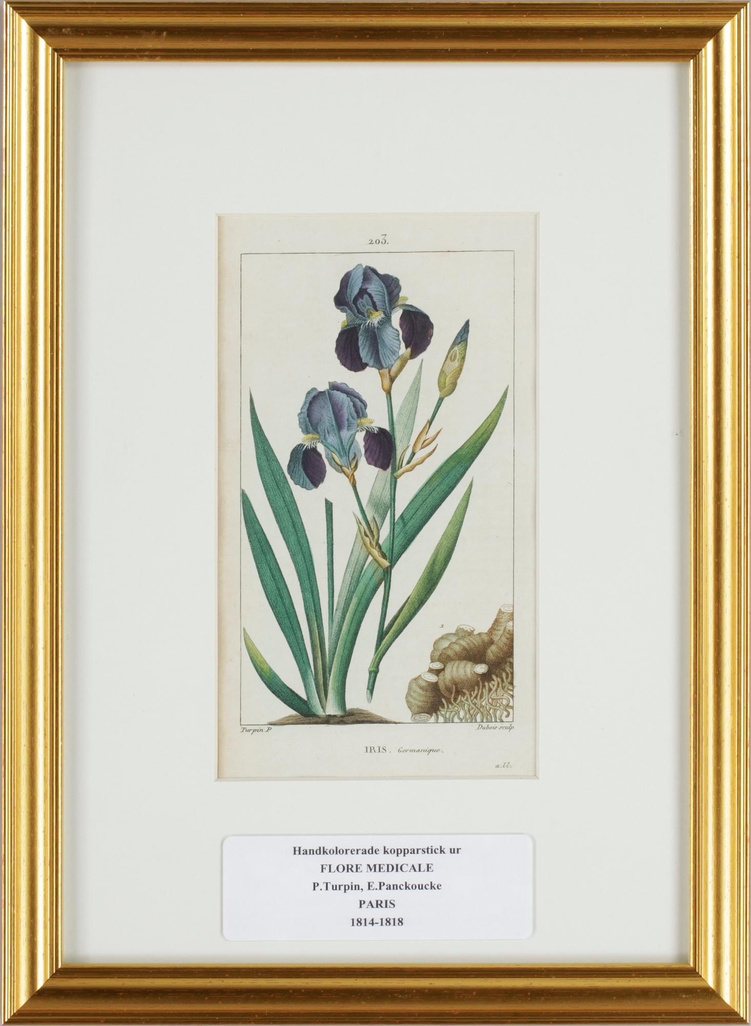 HANDKOLORERADE GRAVYRER, 6 st ur "Flore Médicale" av P.J.F.Turpin mfl, Paris 1814-1818.