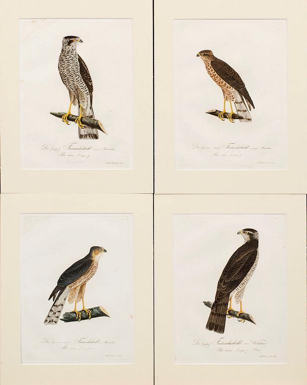 PLANSCHER, kopparstick, 4 st, Ur Teutsche Ornithologie..." 1800-1817, gravör Johann Conrad Susemihl.