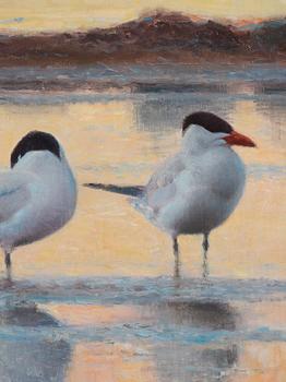 Lars Jonsson, Wading terns.