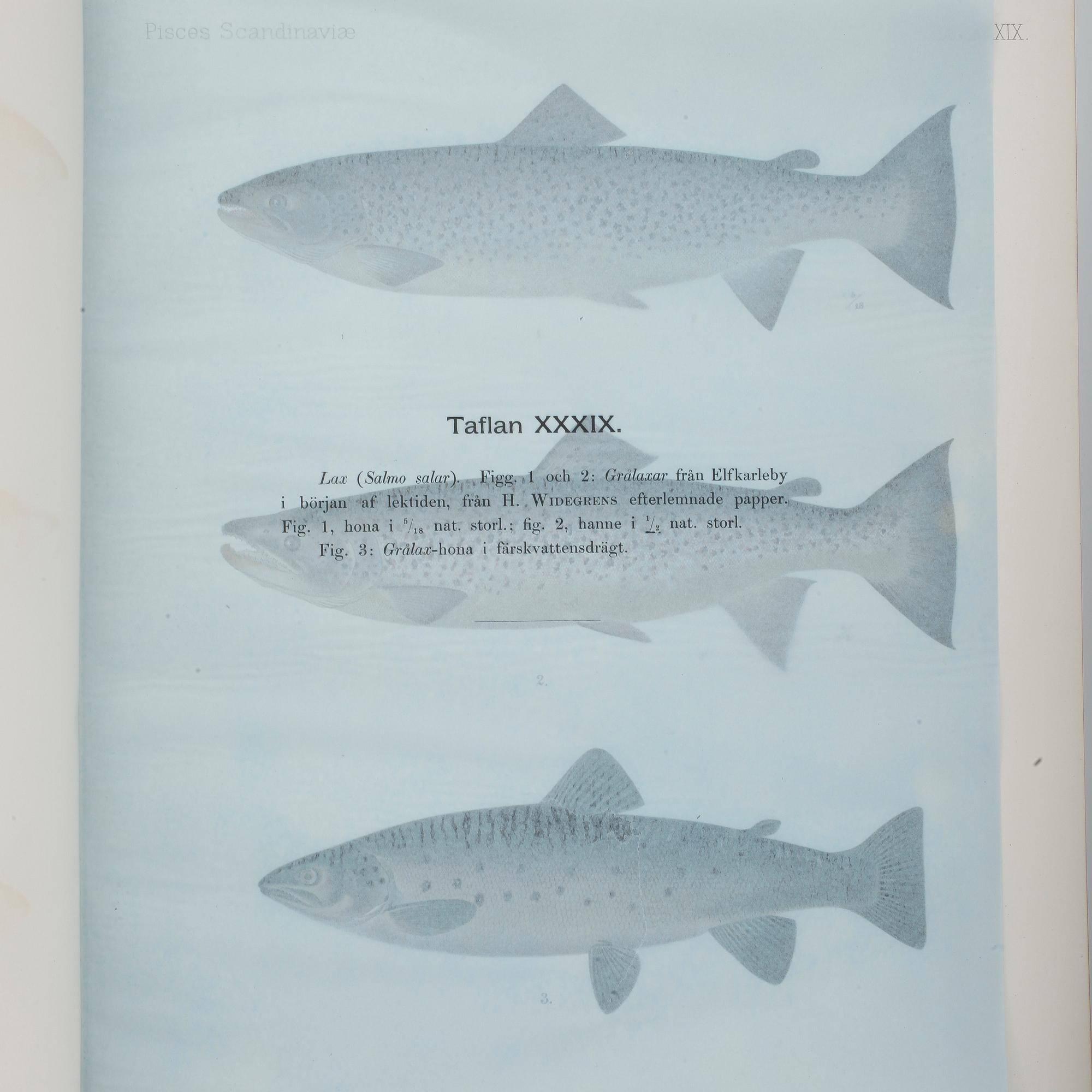 F.A.SMITT, 2 vol, Skandinaviens fiskar målade af W. von Wright, Taflor, Stockholm 1892-95.