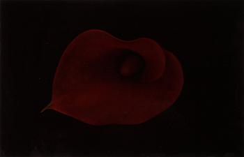 Richard Learoyd, c-print, signed on label verso.