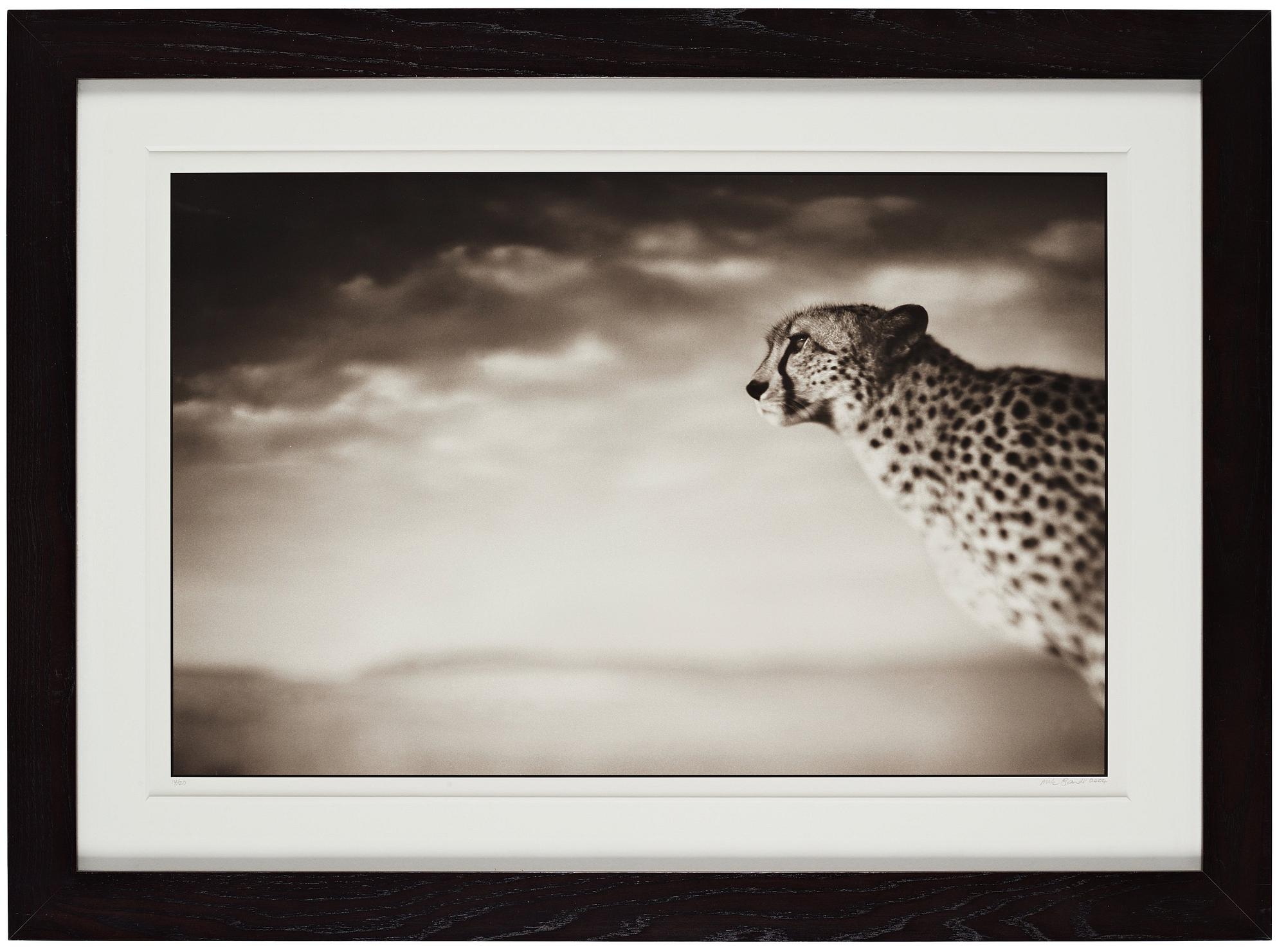 Nick Brandt, "Cheetah Looking Out over Plains, Masai Mara, 2004".