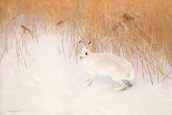 132. Bruno Liljefors, Hare i vinterlandskap.