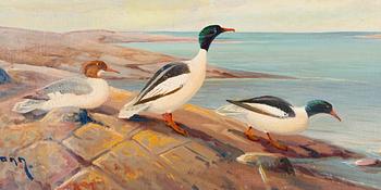 Ejnar Kohlmann, A Family of Ducks.