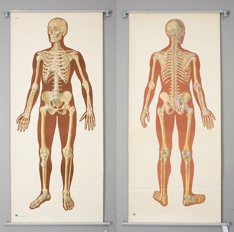 SKOLPLANSCHER, 2 stycken, Deutsche Hygiene Museum, Dresden, 1900-talets andra hälft..