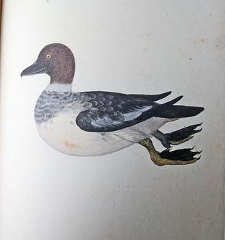 BÖCKER, 2 vol, Olof Rudbeck d y, Iter Lapponicum - Resan till Lappland, nr 1485/1999.