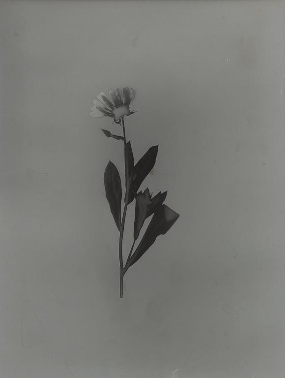 Ava Valsten, "Skammens och rodnadens blommor".