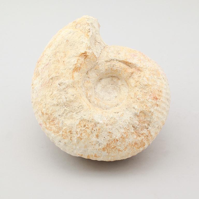 FOSSIL.
