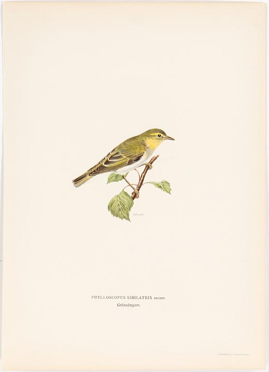 LITHOGRAPH, 30 pcs, after von Wright, Magnus, Wilhelm and Ferdinand & Hallberg, Bror. A. Börtzell, Stockholm.