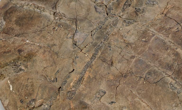 SKÖLDPADDSFOSIL, troligen sen Eocen, Maoming, Kina, ca 55-34 miljoner år.