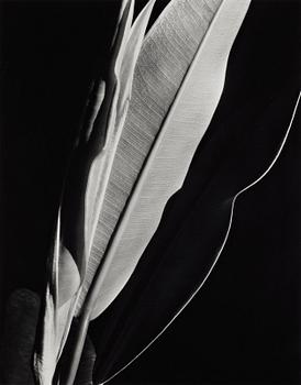 Imogen Cunningham, "Rubber Plant", ca 1929.