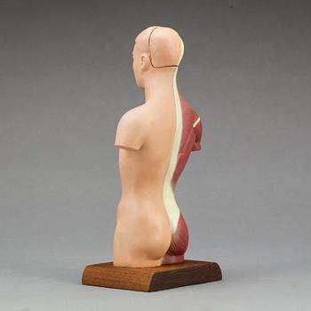 ANATOMISK MODELL, 1900-talet senare del.