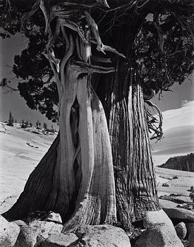 289. Edward Weston, "Juniper at Lake Tenaya", 1937.