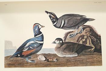 The book "The Birds of America", volume II, by John James Audubon, numbered 178/500, 1973.