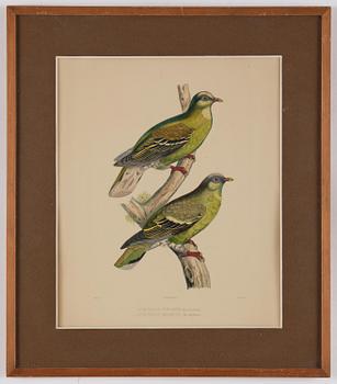 A set of eight plates from "Iconographie des pigeons" by Charles Lucien Bonaparte.