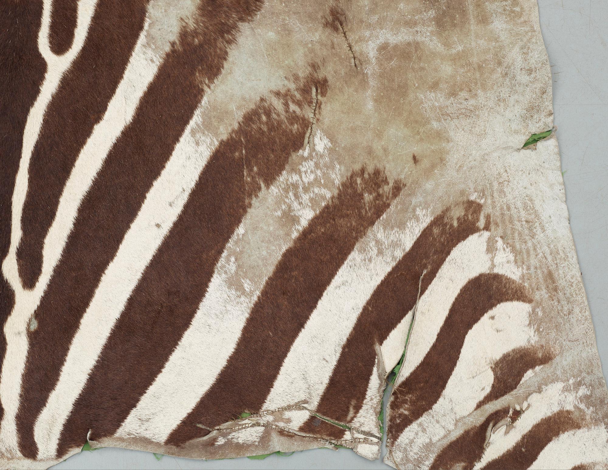 ZEBRASKINN, Zambia, 1980-tal.