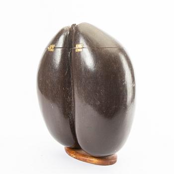 Ash, double coconut, so called Coco de Mer, Lodoicea maldivica.