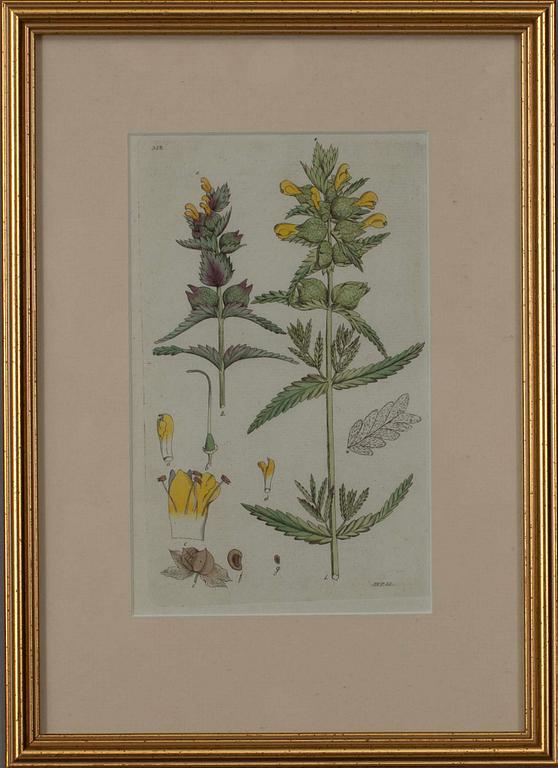 JOHAN WILHELM PALMSTRUCH, 4 st, handkolorerade kopparstick, 1800-talets början.