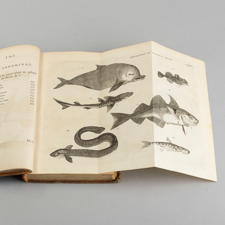 BRITISH ZOOLOGY, vol III, Thomas Pennant, London 1769.