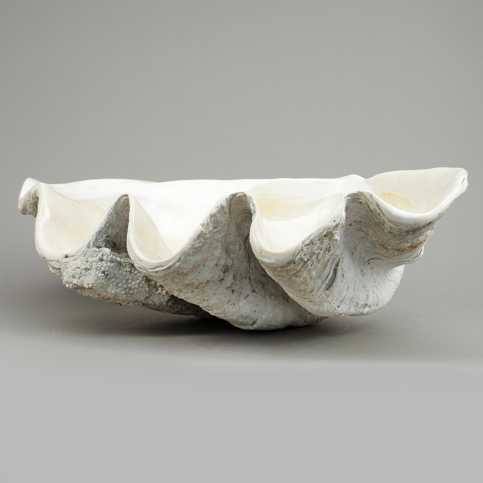MUSSLA, fossil.