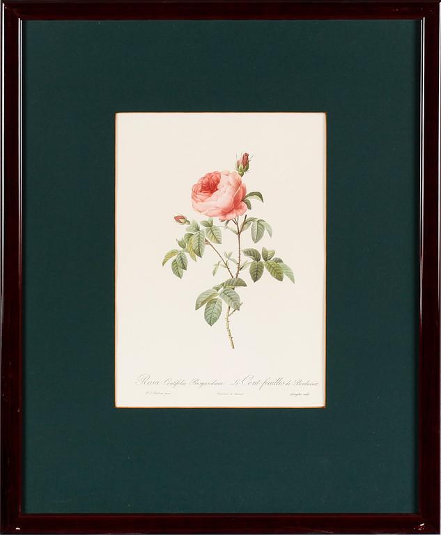 TAVLOR, 5 st, efter Redouté, tryck, 1900-talets andra hälft.