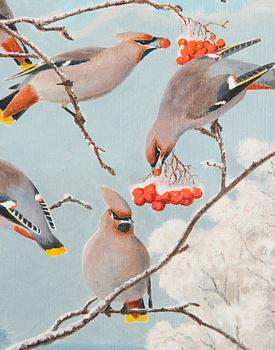 Matti Karppanen, Sidensvansar i Vinterlandskap.