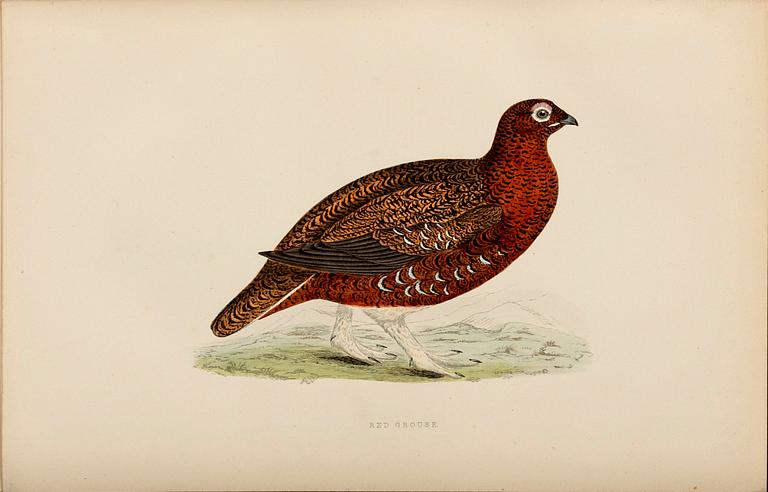 'A HISTORY OF BRITISH BIRDS, Rev F O Morris, 1891, 102 hand colored engravings / etchings.
