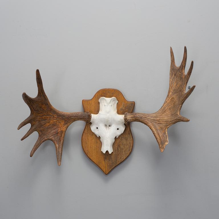Jakttrofé, älghorn 12 taggar, 1960-tal.