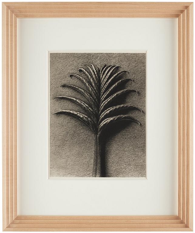 Karl Blossfeldt, "Urformen der Kunst", 1928 (22 st).