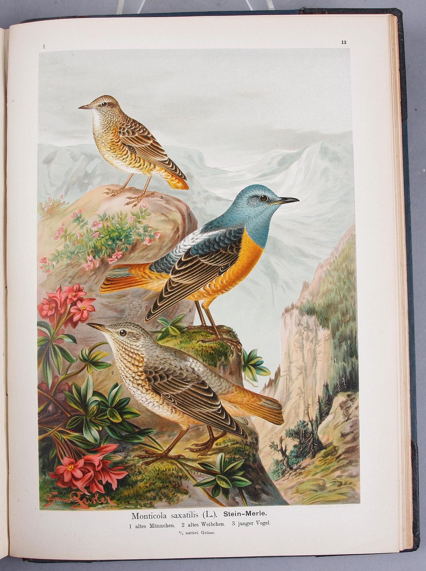 BÖCKER, 12 band,
"NATURGESCHICHTE DER VÖGEL MITTELEUROPAS" av Johan Andreas Naumann, 1897-1905.