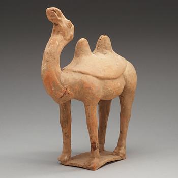 A pottery figure of a Camel, presumably Tang dynasty (618-906).