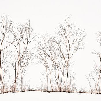 Johanna Karlsson, Untitled.