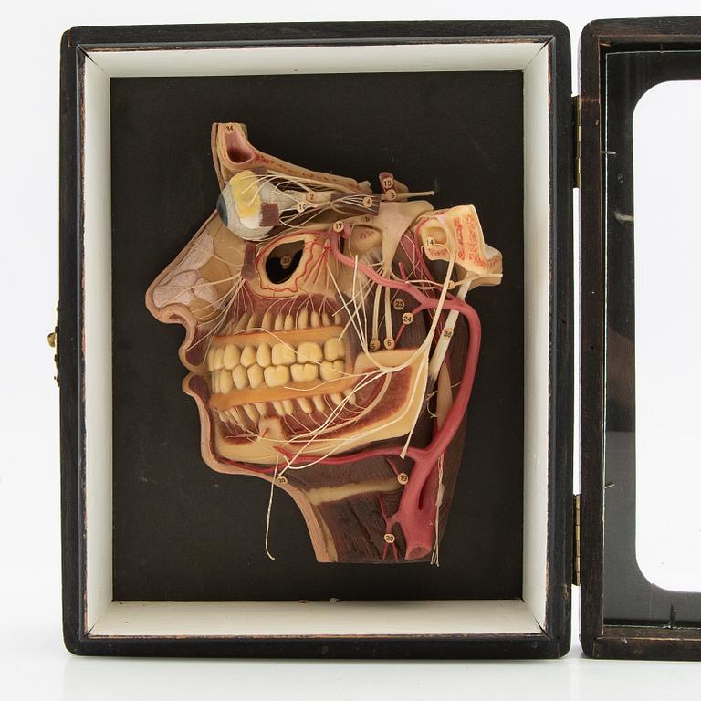 Anatomical model Lehrmittelwerke Berlin Publishing House 1920s/30s.