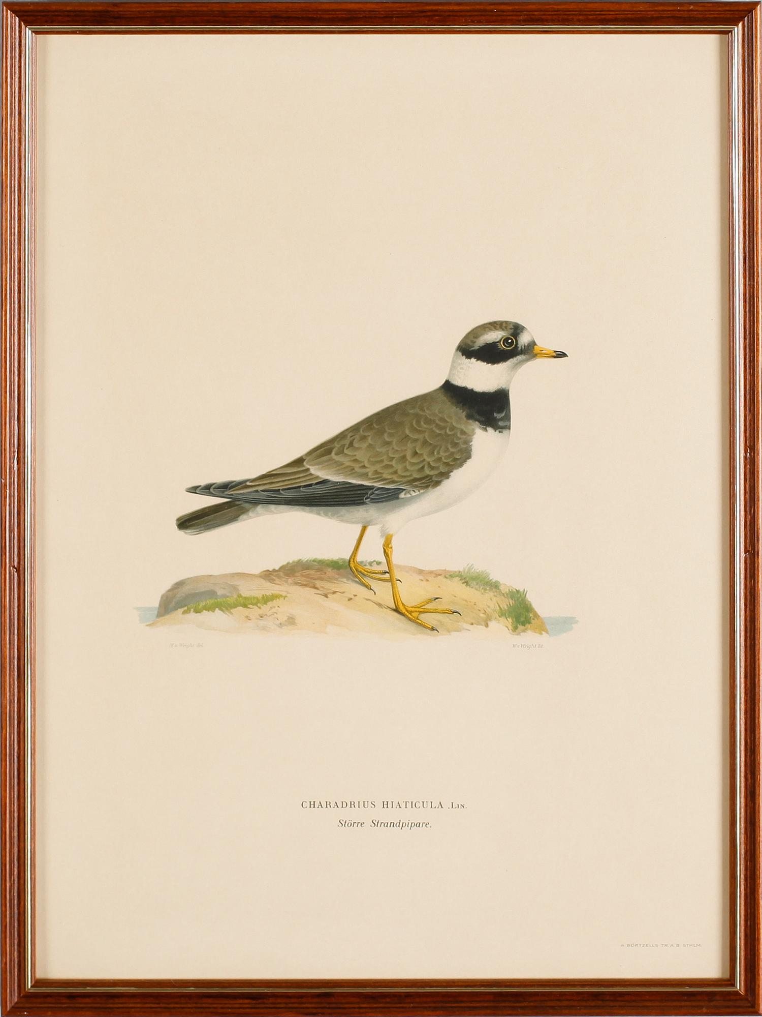 LITOGRAFISKA TRYCK, 13 st, ur von Wrights "Svenska fåglar", A. Börtzells, Stockholm.