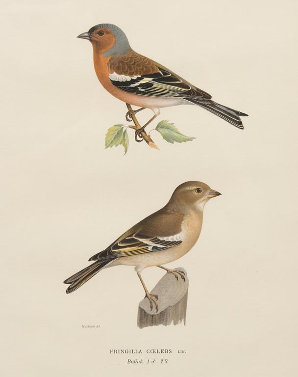 LITOGRAFIOITA, 4 kpl, Wilhelm ja Magnus von Wrightin mukaan. A. Börtzell, Tukholma.