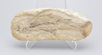 FOSSIL. Fiskfossil.