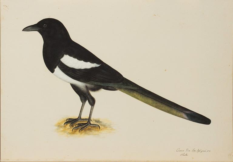 OLOF RUDBECK D.Y., "Svenska fåglar" bok + planschverk.