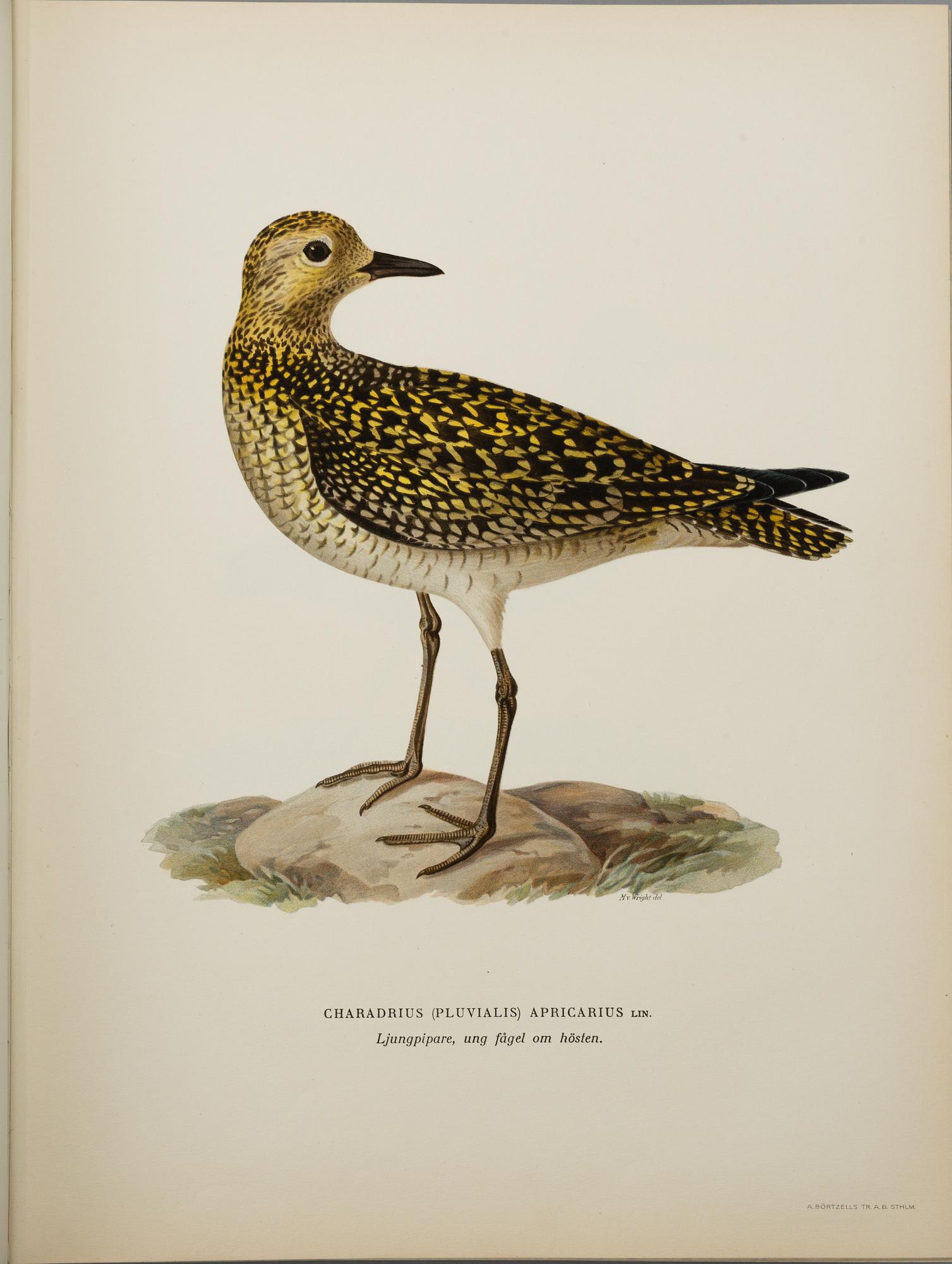 M, W & F VON WRIGHT, bokverk, 3 band, "Svenska fåglar", A. Börtzells tryckeri AB Stockholm, 1927-1929.