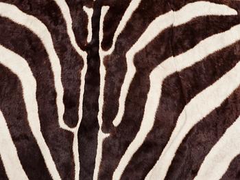 An early 20th century zebra skin.