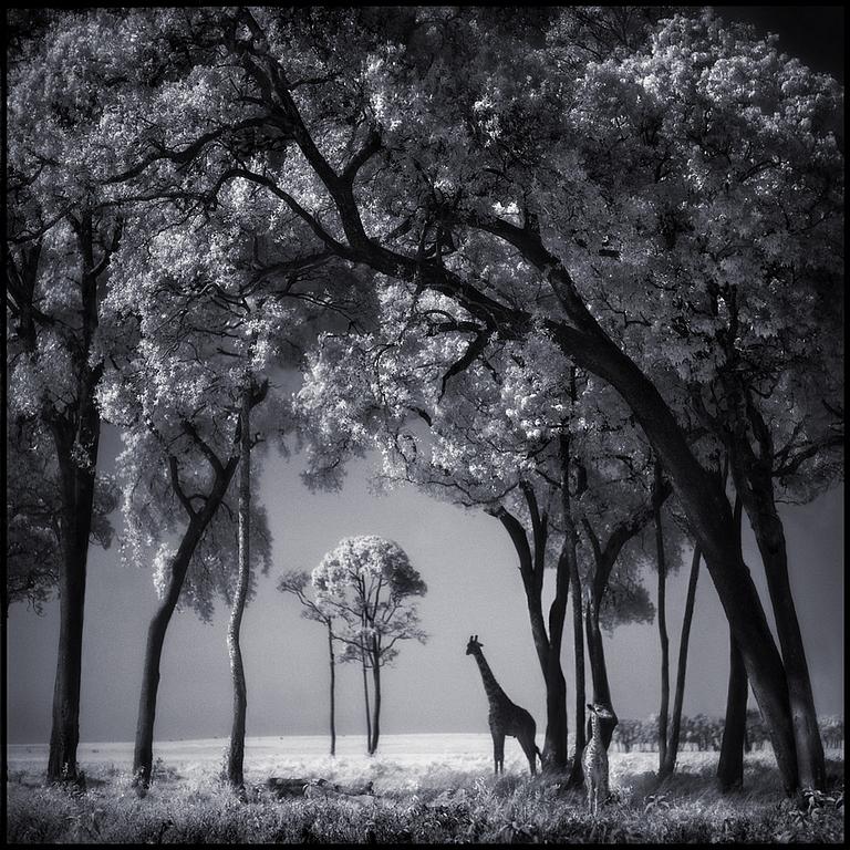 Nick Brandt, "Giraffe & baby in trees, Masai Mara, 2002".