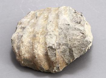 FOSSIL.