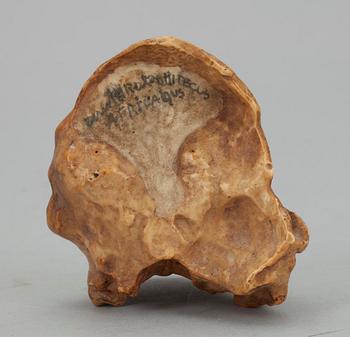 KRANIUM, konstmassa, museikopia, 1900-talets början.