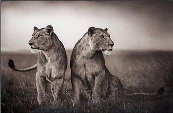 Nick Brandt, "Lionesses Readying to Hunt", Masai Mara 2008.
