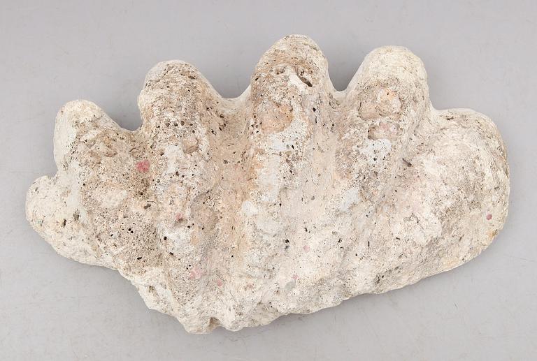 FOSSIL, mussla.