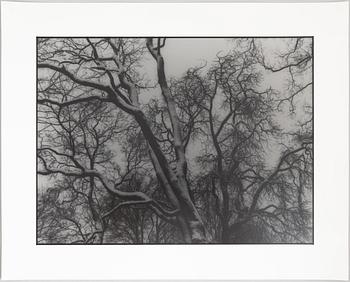 Kenneth Gustavsson,  "Utan titel (träd)", 1985.