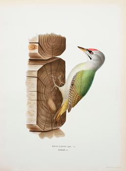 LITOGRAFISKA TRYCK, ca 170 st, ur von Wrights "Svenska fåglar", A. Börtzells, Stockholm, 1920-tal.