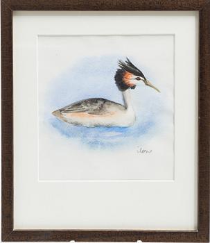 Ilon Wikland, Black-necked grebe.