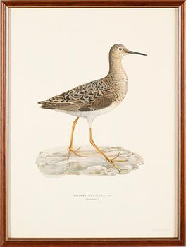 LITOGRAFISKA TRYCK, 13 st, ur von Wrights "Svenska fåglar", A. Börtzells, Stockholm.